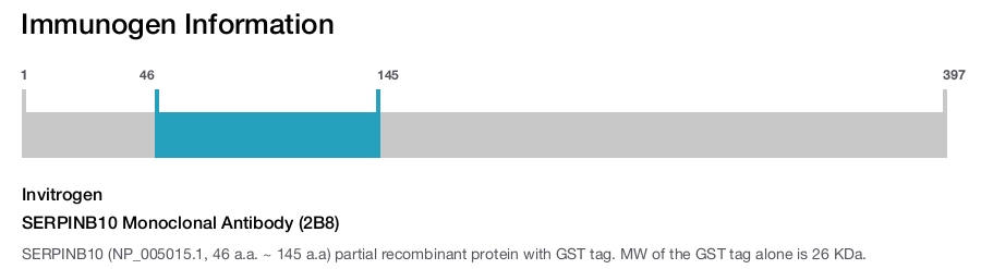 SERPINB10 Monoclonal Antibody (2B8)