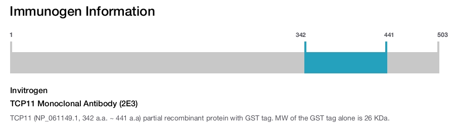 TCP11 Monoclonal Antibody (2E3)