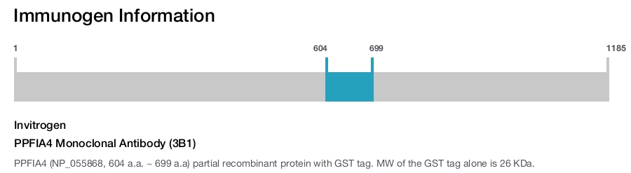 PPFIA4 Monoclonal Antibody (3B1)