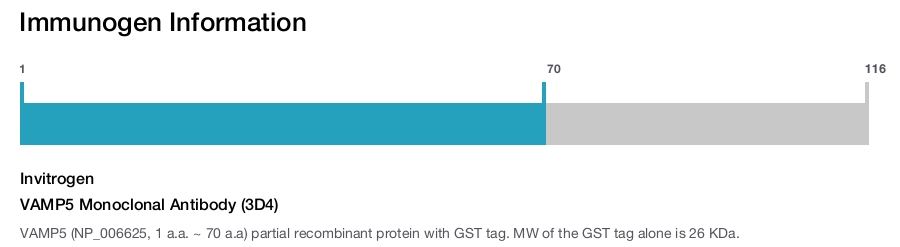 VAMP5 Monoclonal Antibody (3D4)