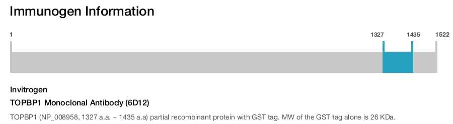 TOPBP1 Monoclonal Antibody (6D12)