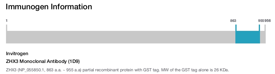 ZHX3 Monoclonal Antibody (1D9)