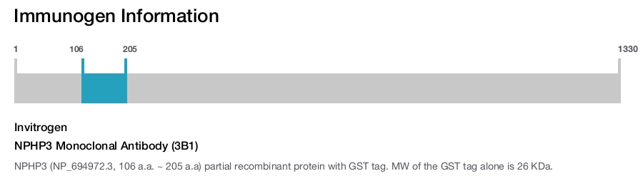 NPHP3 Monoclonal Antibody (3B1)
