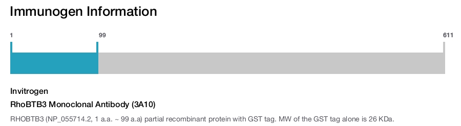 RhoBTB3 Monoclonal Antibody (3A10)