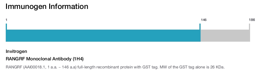 RANGRF Monoclonal Antibody (1H4)