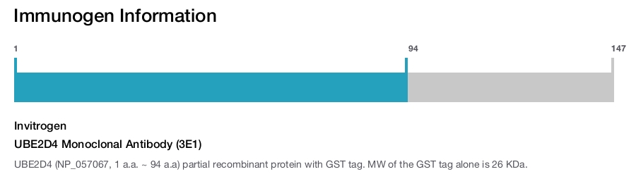 UBE2D4 Monoclonal Antibody (3E1)