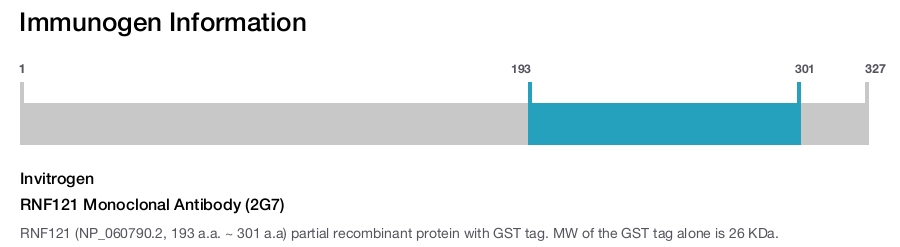 RNF121 Monoclonal Antibody (2G7)