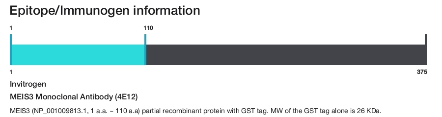 MEIS3 Monoclonal Antibody (4E12)
