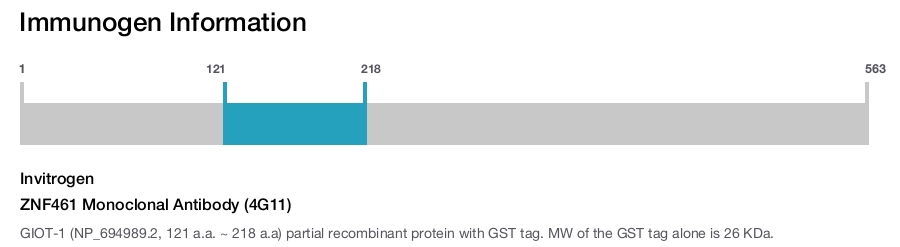 ZNF461 Monoclonal Antibody (4G11)