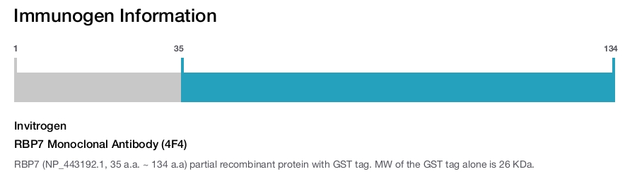 RBP7 Monoclonal Antibody (4F4)
