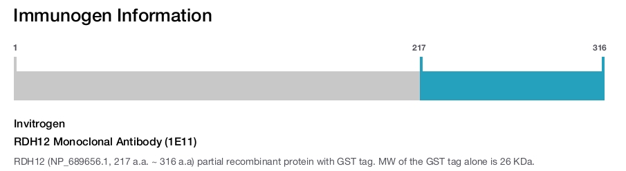 RDH12 Monoclonal Antibody (1E11)