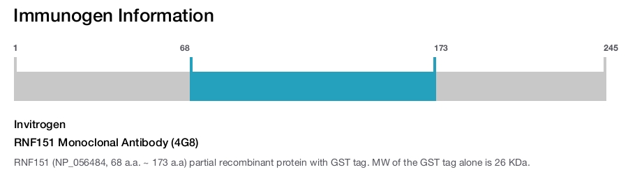 RNF151 Monoclonal Antibody (4G8)
