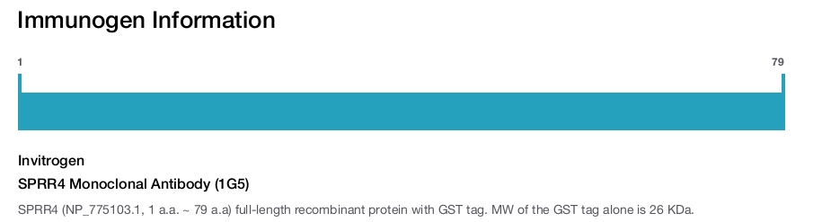 SPRR4 Monoclonal Antibody (1G5)