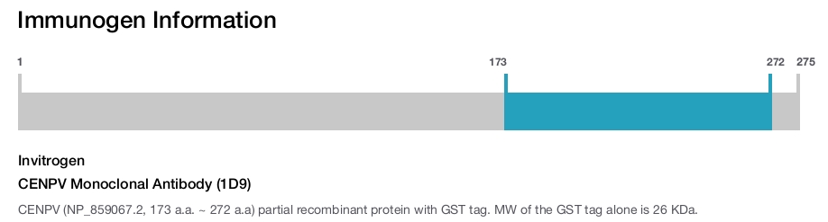 CENPV Monoclonal Antibody (1D9)