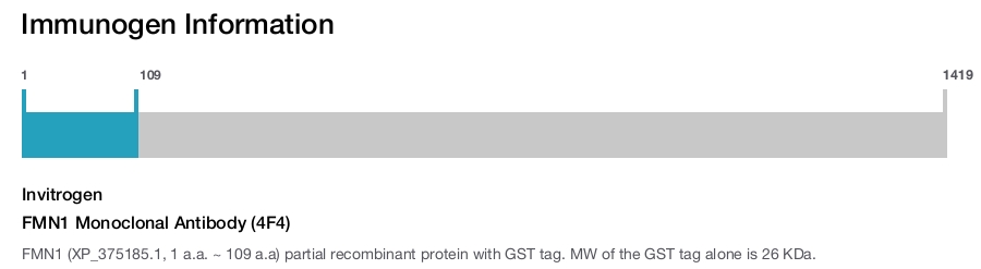 FMN1 Monoclonal Antibody (4F4)