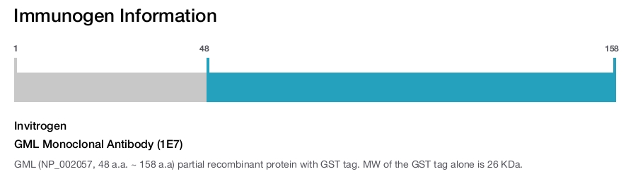 GML Monoclonal Antibody (1E7)