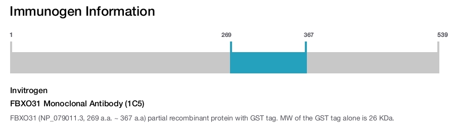 FBXO31 Monoclonal Antibody (1C5)