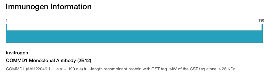 COMMD1 Monoclonal Antibody (2B12)