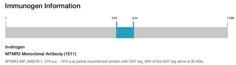 MTMR3 Monoclonal Antibody (1E11)