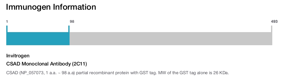 CSAD Monoclonal Antibody (2C11)