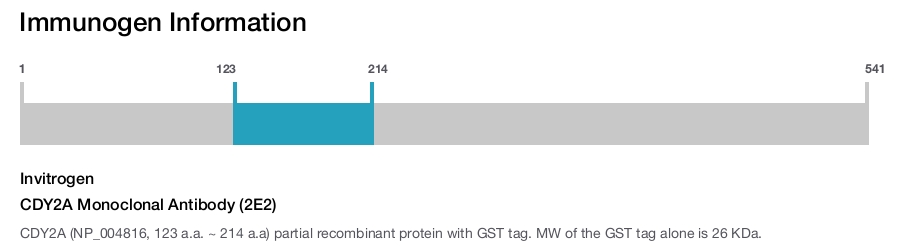 CDY2A Monoclonal Antibody (2E2)