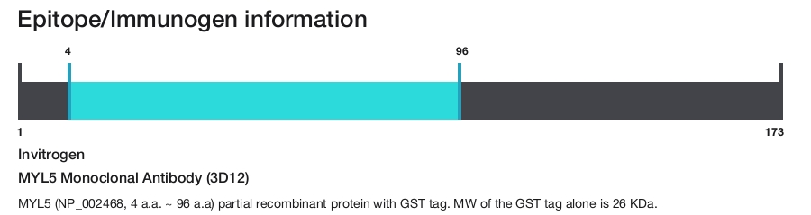 MYL5 Monoclonal Antibody (3D12)