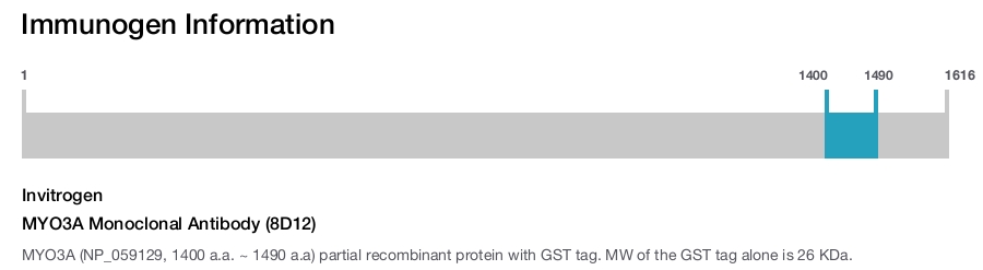 MYO3A Monoclonal Antibody (8D12)