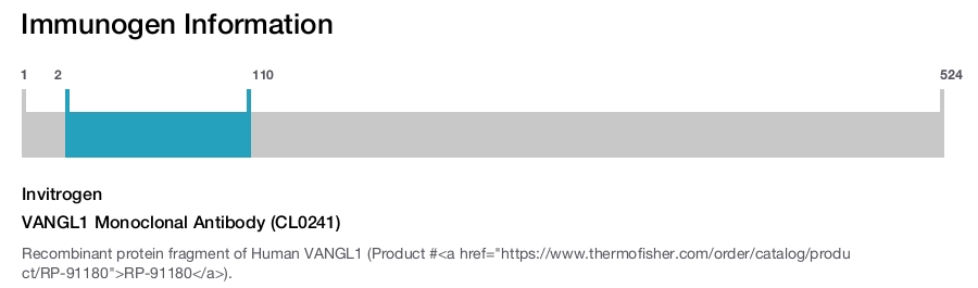 VANGL1 Monoclonal Antibody (CL0241)