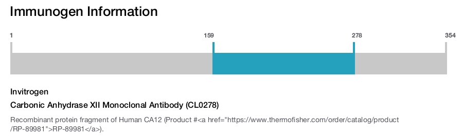 Carbonic Anhydrase XII Monoclonal Antibody (CL0278)