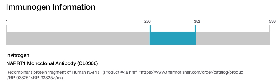 NAPRT1 Monoclonal Antibody (CL0366)