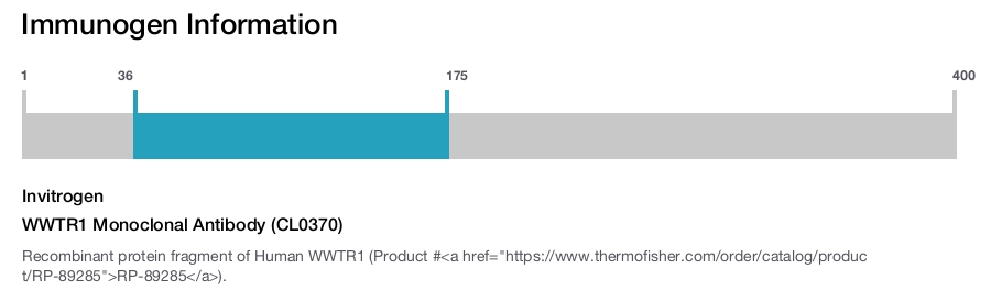 WWTR1 Monoclonal Antibody (CL0370)