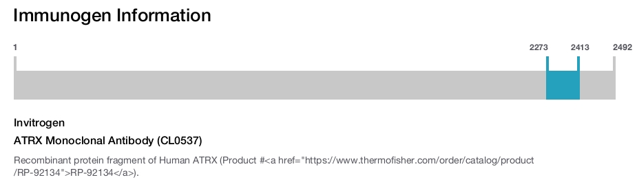 ATRX Monoclonal Antibody (CL0537)