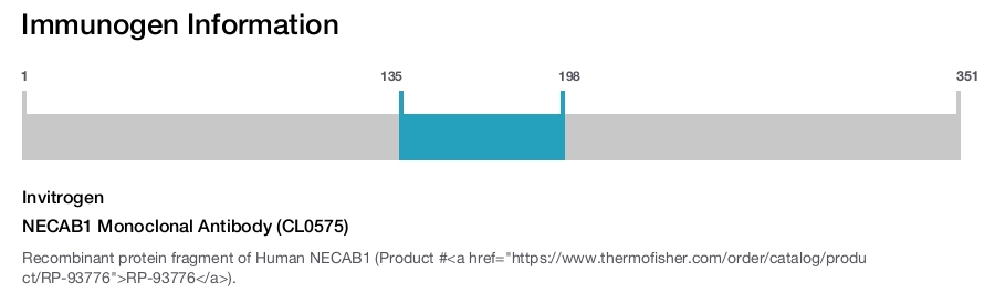 NECAB1 Monoclonal Antibody (CL0575)