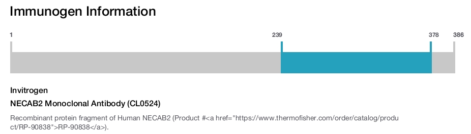 NECAB2 Monoclonal Antibody (CL0524)