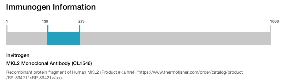 MKL2 Monoclonal Antibody (CL1546)