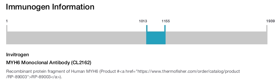 MYH6 Monoclonal Antibody (CL2162)