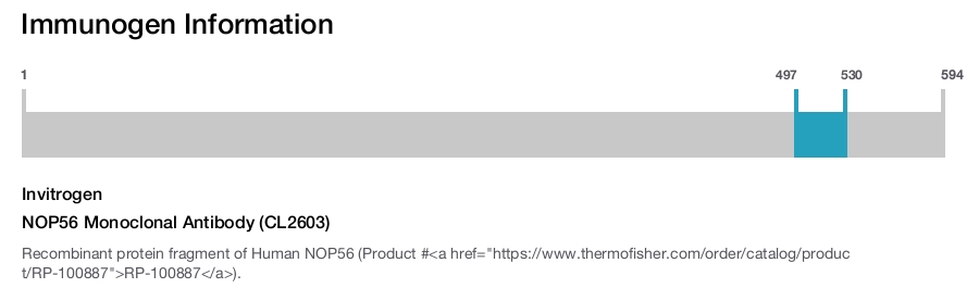 NOP56 Monoclonal Antibody (CL2603)