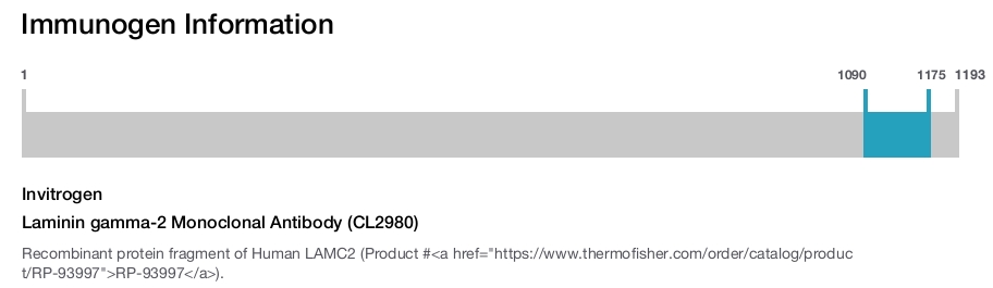 Laminin gamma-2 Monoclonal Antibody (CL2980)