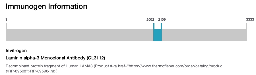 Laminin alpha-3 Monoclonal Antibody (CL3112)
