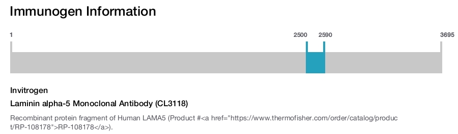 Laminin alpha-5 Monoclonal Antibody (CL3118)