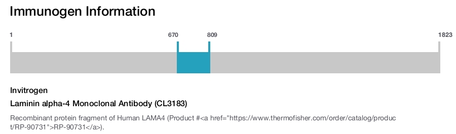 Laminin alpha-4 Monoclonal Antibody (CL3183)