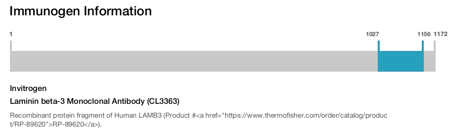 Laminin beta-3 Monoclonal Antibody (CL3363)