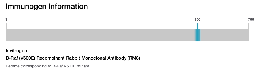B-Raf (V600E) Recombinant Rabbit Monoclonal Antibody (RM8)