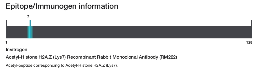 Acetyl-Histone H2A.Z (Lys7) Recombinant Rabbit Monoclonal Antibody (RM222)