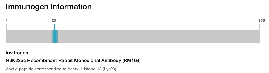 H3K23ac Recombinant Rabbit Monoclonal Antibody (RM169)