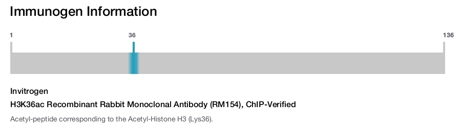 H3K36ac Recombinant Rabbit Monoclonal Antibody (RM154), ChIP-Verified