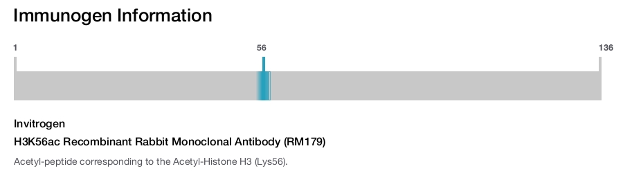 H3K56ac Recombinant Rabbit Monoclonal Antibody (RM179)