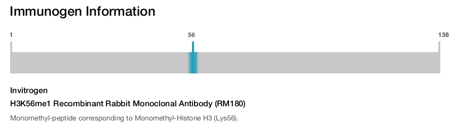 H3K56me1 Recombinant Rabbit Monoclonal Antibody (RM180)