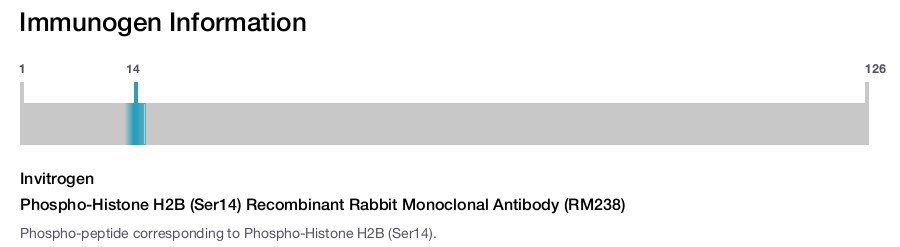 Phospho-Histone H2B (Ser14) Recombinant Rabbit Monoclonal Antibody (RM238)