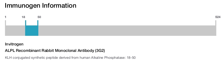 ALPL Recombinant Rabbit Monoclonal Antibody (3G2)